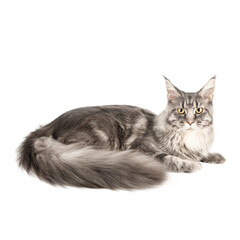 Maine Coon cute gray cat isolated