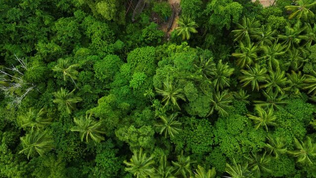 Beautiful untouched Koh Lanta tropical jungle in Thailand, aerial top down view