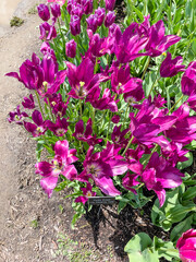 Skagit Valley Tulip Festival