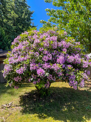 Fototapeta premium Pacific rhododendron