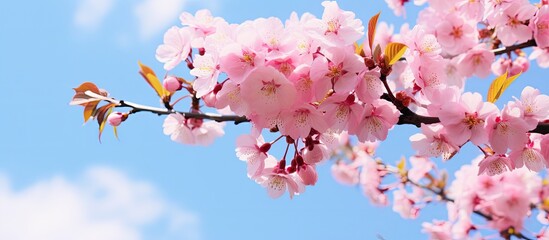 Korean cherry blossoms against blue sky