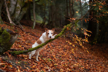 Obraz premium Jack Russell Terrier in Forest, Dog stands alert amidst mossy rocks and autumn leaves. Adventure setting with natural woodland background