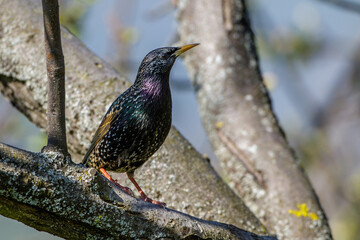 Star (Sturnus vulgaris) Männchen