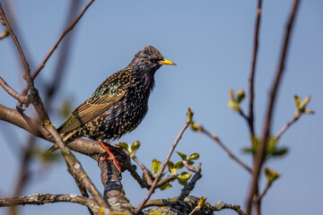 Star (Sturnus vulgaris) Männchen