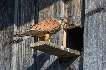 Turmfalke (Falco tinnunculus) Männchen am Nistkasten