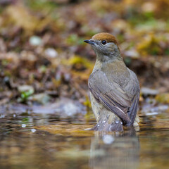 Mönchsgrasmücke (Sylvia atricapilla) Weibchen
