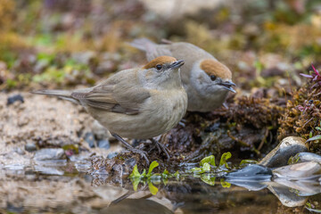 Mönchsgrasmücke (Sylvia atricapilla) Weibchen