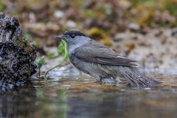 Mönchsgrasmücke (Sylvia atricapilla) Männchen
