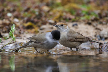 Mönchsgrasmücke (Sylvia atricapilla) Männchen und Weibchen