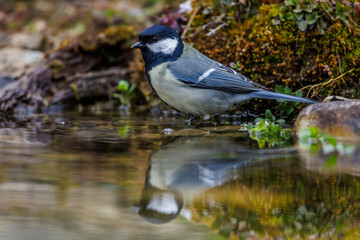 Kohlmeise (parus major)