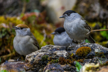Mönchsgrasmücke (Sylvia atricapilla) Männchen und Weibchen