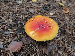 Autumn fly agaric mushrooms grew in the forest