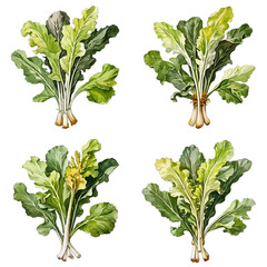 Set of watercolor chinese kale illustration on transparent background