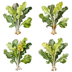 Poster Set of watercolor chinese kale illustration on transparent background © Dodoodle