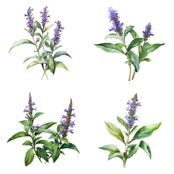 Set of watercolor hyssop illustration on transparent background