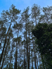 trees and sky