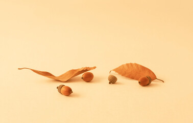 Autumn or Winter material. Acorns and acorn leaf on yellow background....