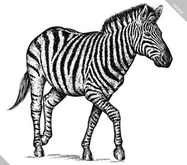 Vintage engraving isolated zebra horse set illustration ink sketch. Wild equine background nag mustang animal silhouette art. Black and white hand drawn vector image