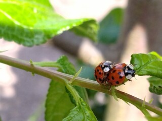 ladybird on a leaf