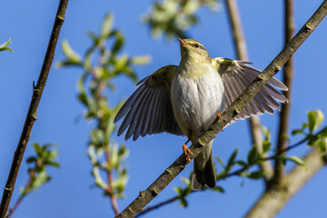 Fitis (Phylloscopus trochilus)
