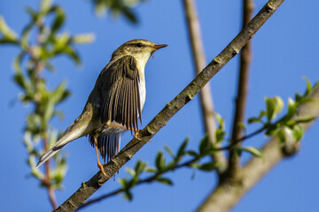 Fitis (Phylloscopus trochilus)