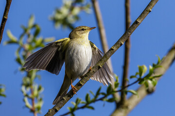 Fitis (Phylloscopus trochilus)