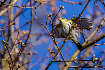 Fitis (Phylloscopus trochilus)