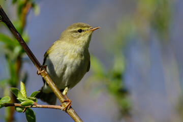 Fitis (Phylloscopus trochilus)
