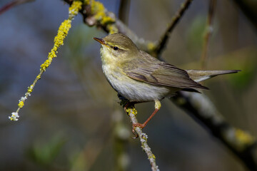 Fitis (Phylloscopus trochilus)