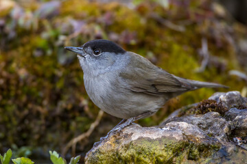 Mönchsgrasmücke (Sylvia atricapilla) Männchen