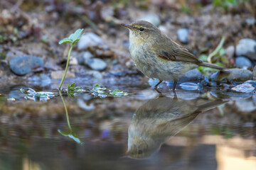 Zilpzalp (Phylloscopus collybita)