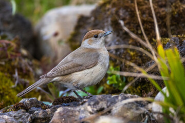 Mönchsgrasmücke (Sylvia atricapilla) Weibchen