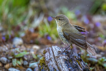 Zilpzalp (Phylloscopus collybita)