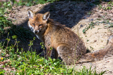 Rotfuchs (Vulpes vulpes)