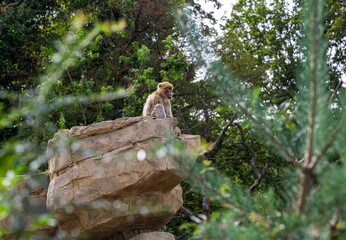 Barbary macaque monkey sits high on a rock.
