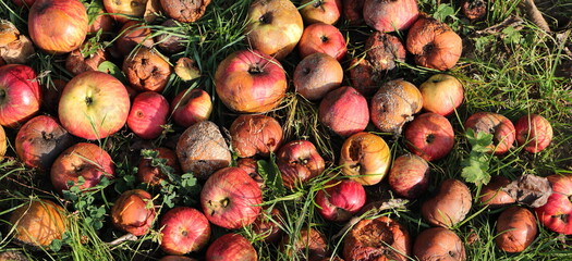 Apples as fallen fruit in a meadow	