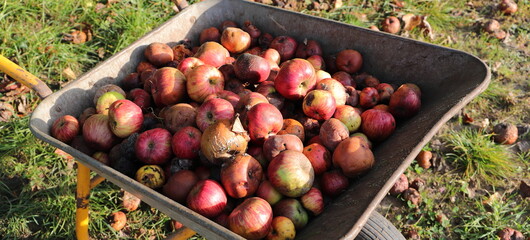 Apples as fallen fruit in a wheelbarrow