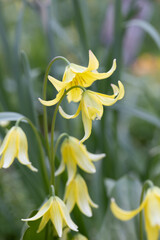 Brunnera macrophylla. Large green leaves and inflorescences with small blue flowers have formed continuous thickets. High quality photo