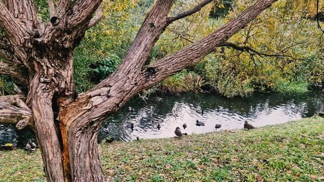 Ducks swim in the pond in autumn. I don t take care of an old tree with a cracked trunk. Yellow leaves on green grass during the day.