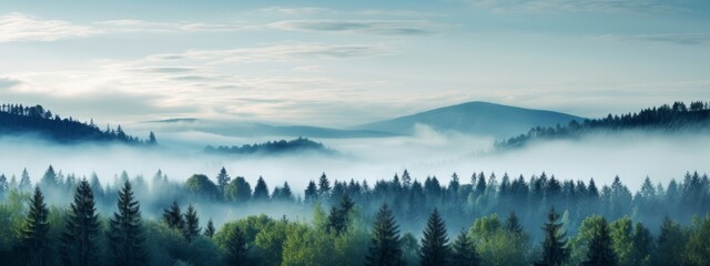 Panoramic view of a foggy forest, Background image. - obrazy, fototapety, plakaty