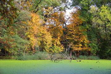 Autumn at the lake - yellow leaf in a lake with duckweed (Lemna Minor) , Berlin, Germany