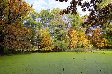 Autumn with colorful trees at a lake with green duckweed-Lemna Minor- Berlin, Germany 