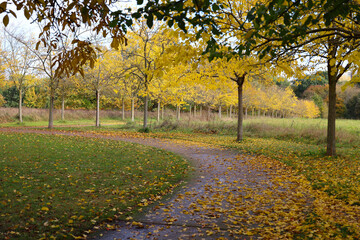 Autumn-Mulberry trees in a Berlin park when the weather is nice, Germany