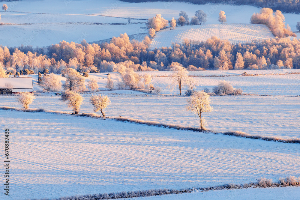 Wall mural Snowy fields with trees in the countryside