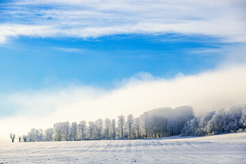 Snowy field with frosty trees on a cold winter day in the countryside