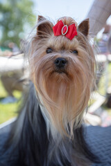 Yorkshire terrier with a red bow looks at the camera.