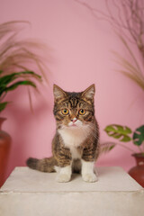 Very cute stylish cat with a pink background in the photo studio. a male cat that looks dashing and adorable. Very attractive cat face suitable for advertising