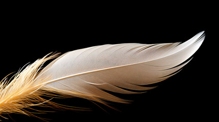 Beautiful golden and white feather closeup isolated on black background