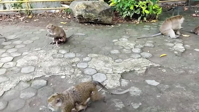 Petilasan Sunan Kalijaga, Cirebon. In this petilasan there are petilasan buildings, ancient wells, mosques, tombs and a protected forest inhabited by dozens of monkeys or monkey park Indonesia