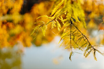Autumn yellow and orange leaves close up against bokeh background. Fall bright background